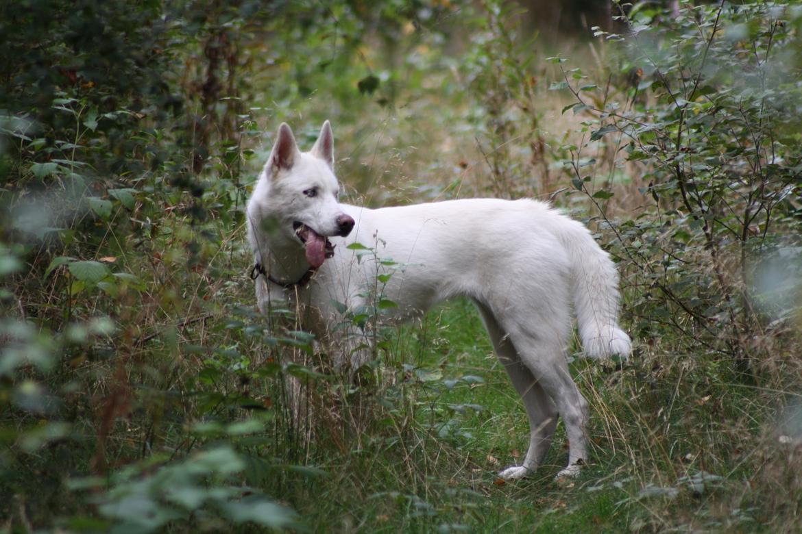 Siberian husky Luka R.I.P  billede 6