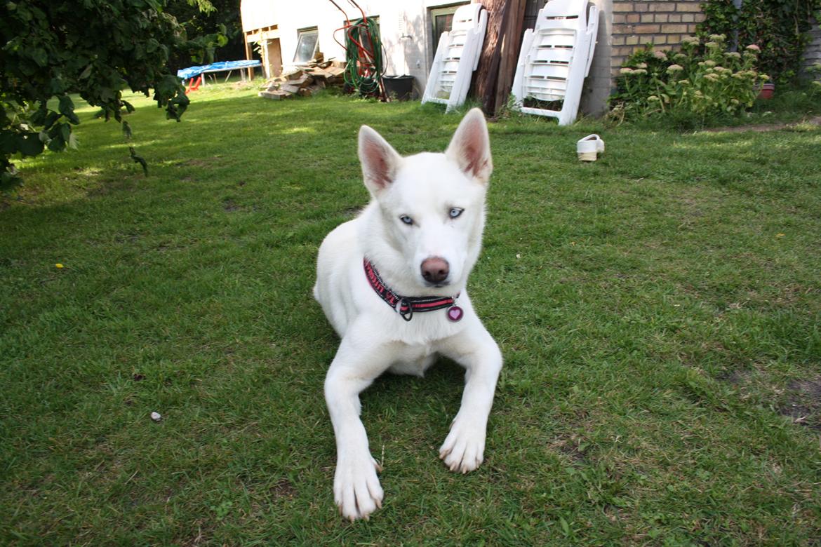 Siberian husky Luka R.I.P  billede 8