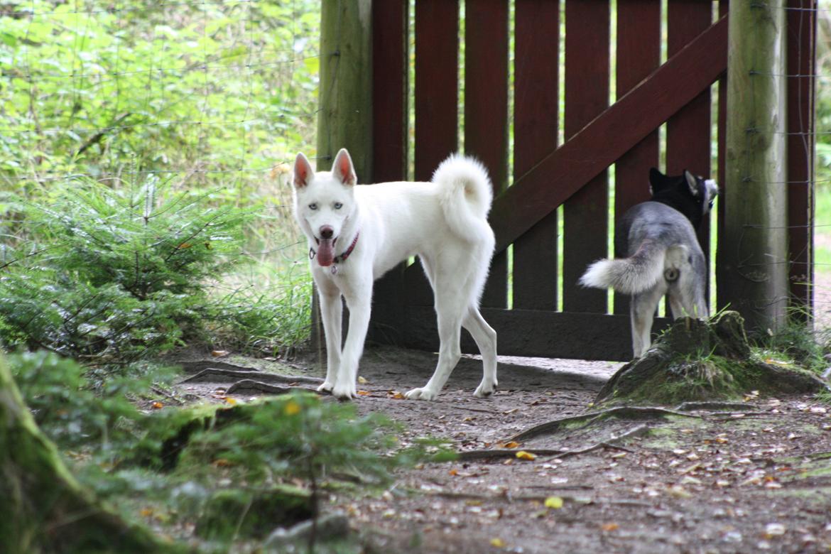 Siberian husky Luka R.I.P  billede 9