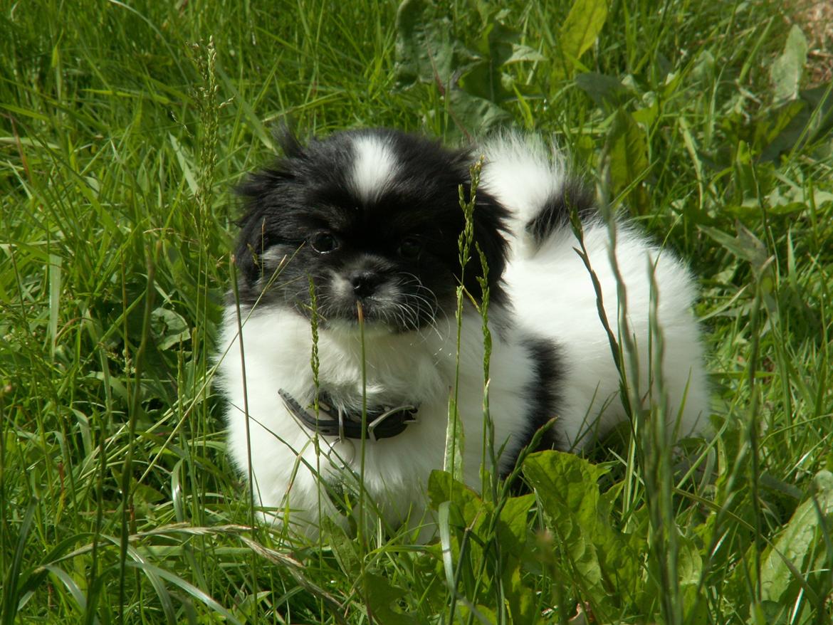 Tibetansk spaniel Kaztanje (Mic Mac Rock around the clock) billede 8