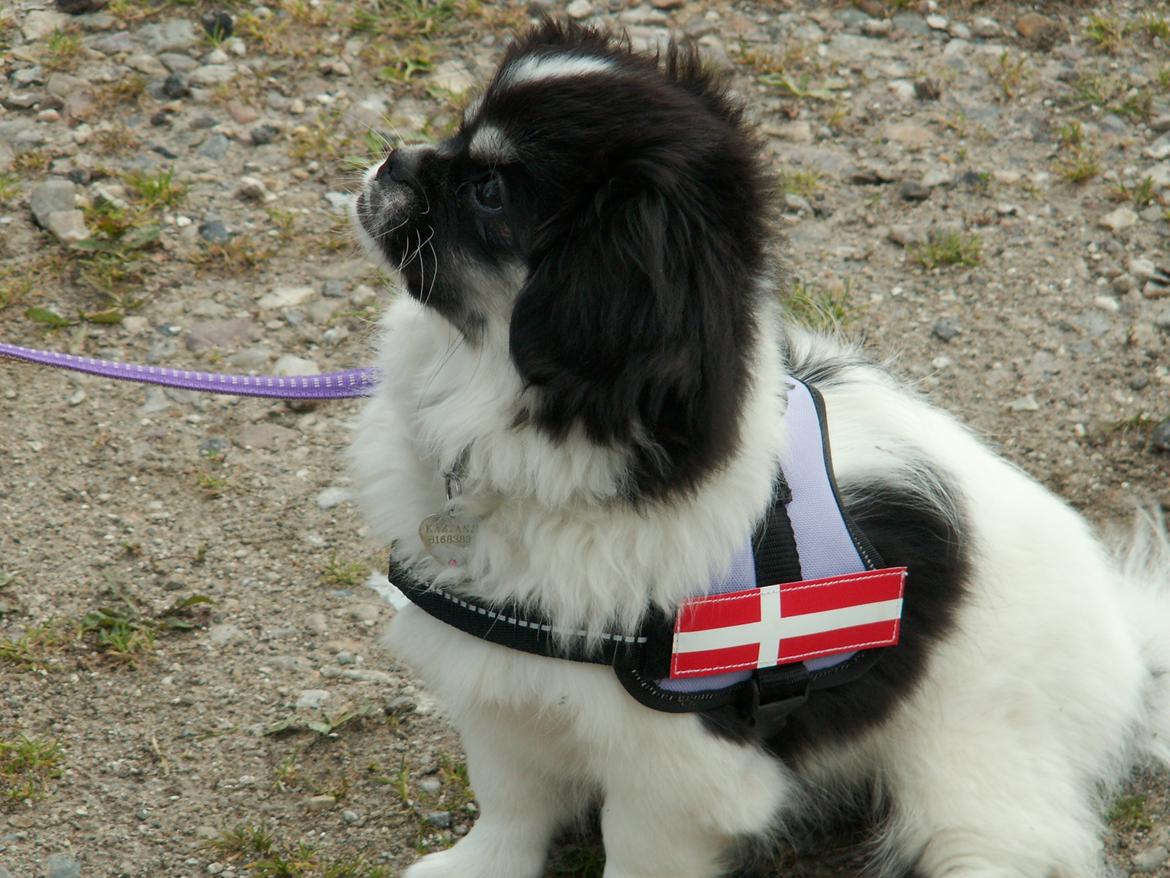 Tibetansk spaniel Kaztanje (Mic Mac Rock around the clock) billede 9