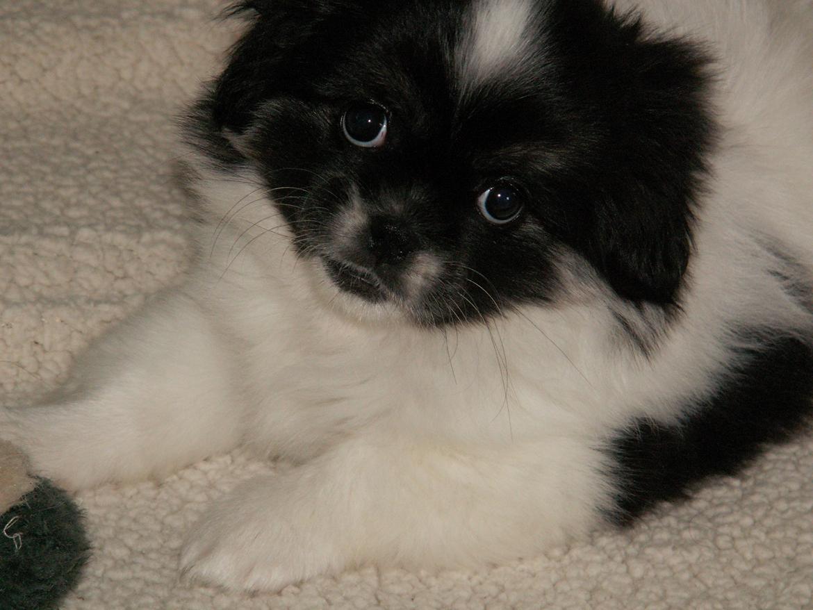 Tibetansk spaniel Kaztanje (Mic Mac Rock around the clock) billede 10