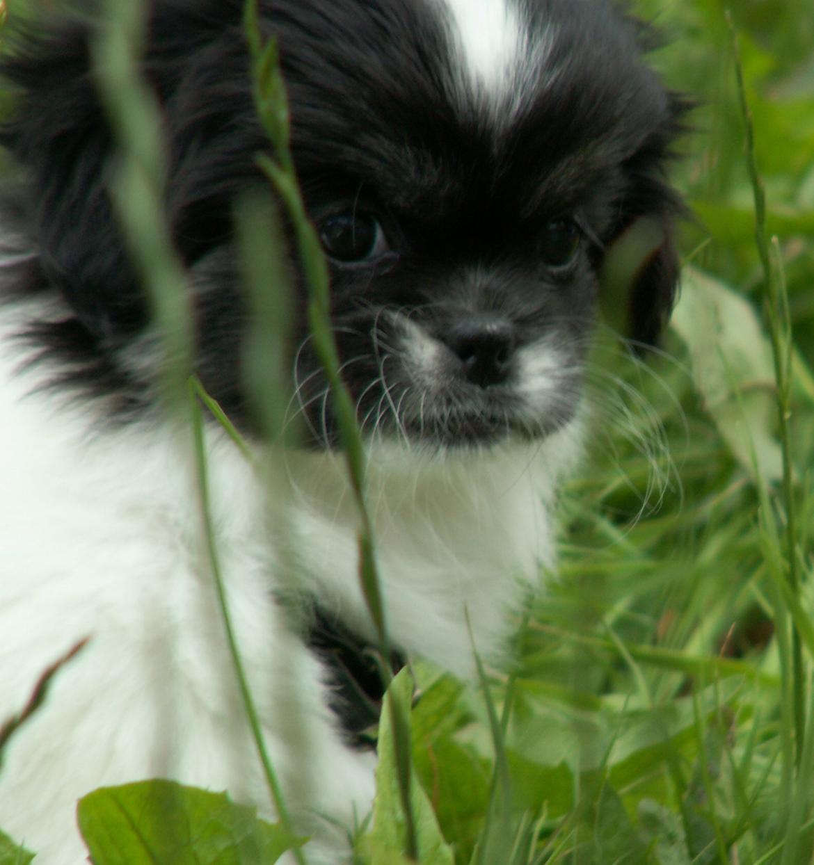 Tibetansk spaniel Kaztanje (Mic Mac Rock around the clock) billede 11