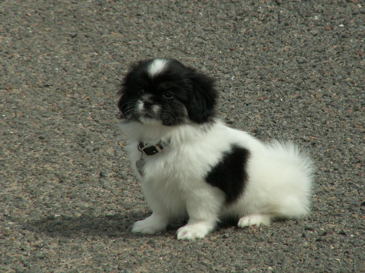 Tibetansk spaniel Kaztanje (Mic Mac Rock around the clock) billede 12