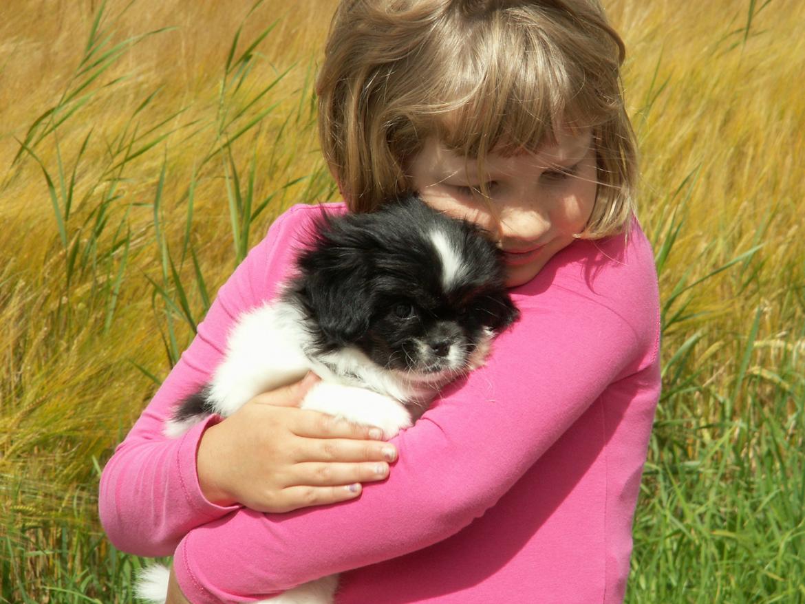 Tibetansk spaniel Kaztanje (Mic Mac Rock around the clock) billede 13