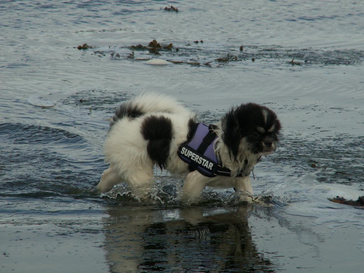 Tibetansk spaniel Kaztanje (Mic Mac Rock around the clock) billede 14