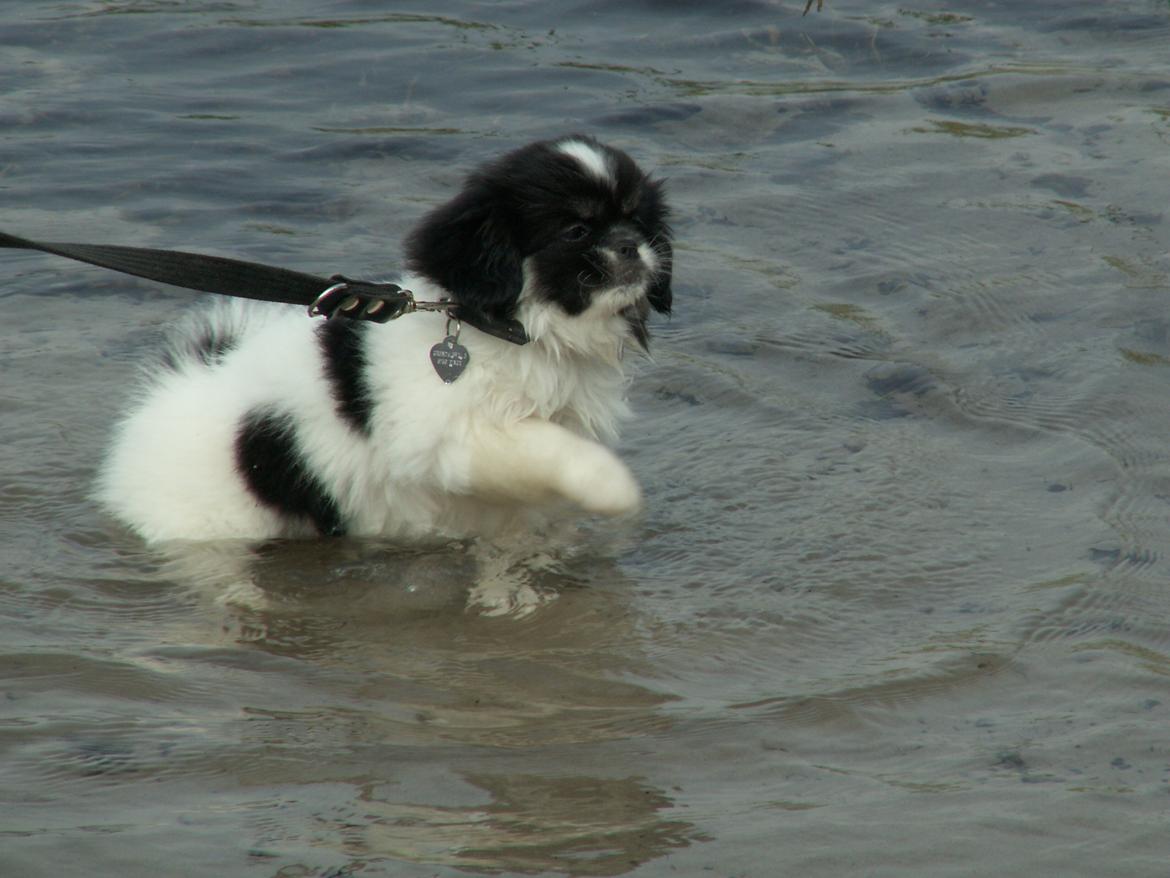Tibetansk spaniel Kaztanje (Mic Mac Rock around the clock) billede 15