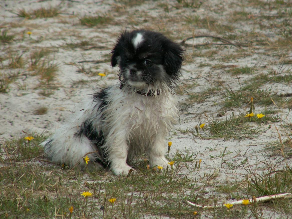Tibetansk spaniel Kaztanje (Mic Mac Rock around the clock) billede 16