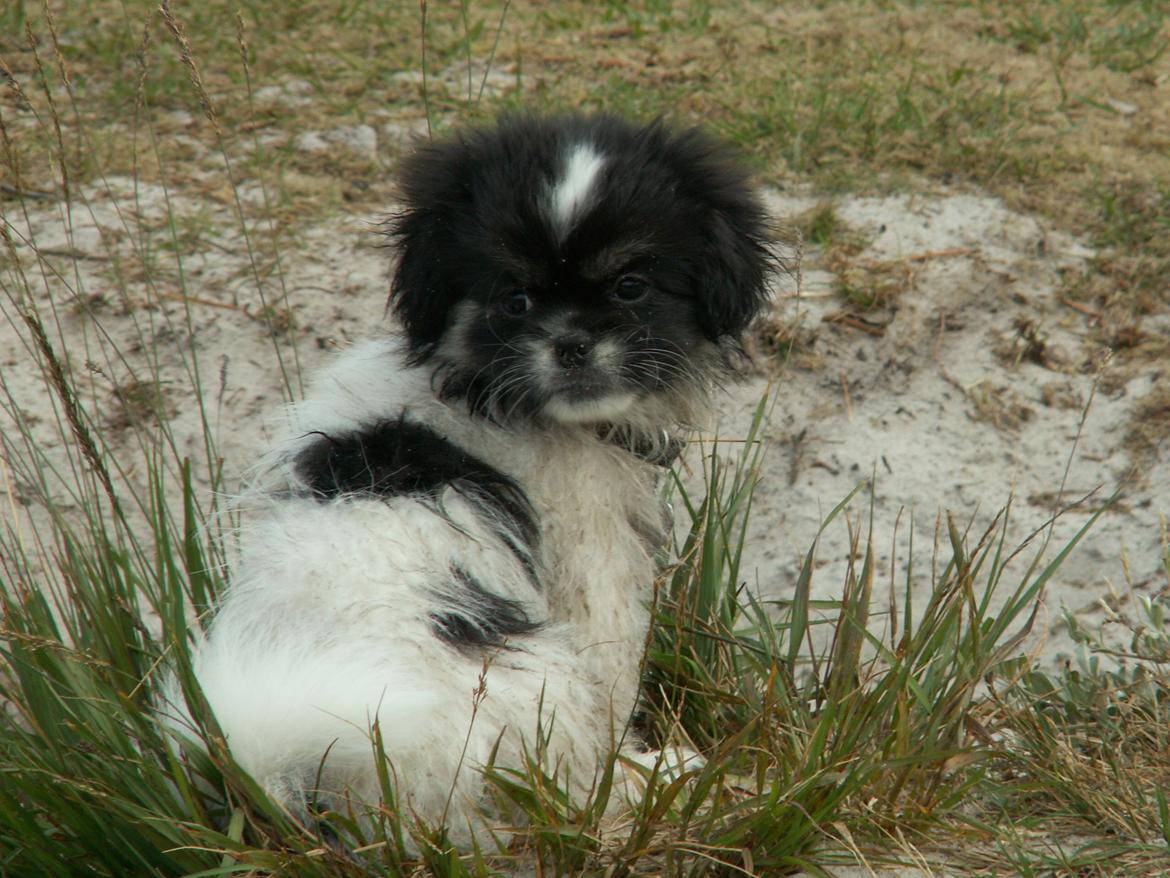 Tibetansk spaniel Kaztanje (Mic Mac Rock around the clock) billede 17