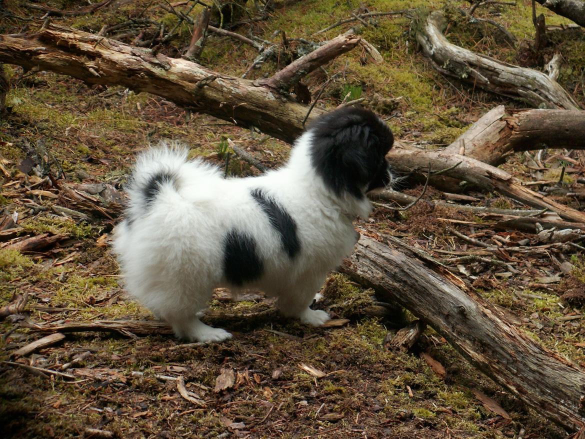 Tibetansk spaniel Kaztanje (Mic Mac Rock around the clock) billede 18