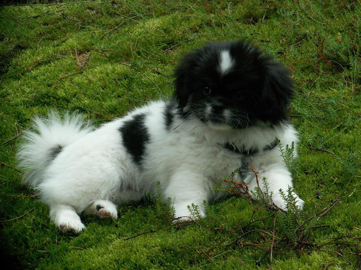 Tibetansk spaniel Kaztanje (Mic Mac Rock around the clock) billede 3