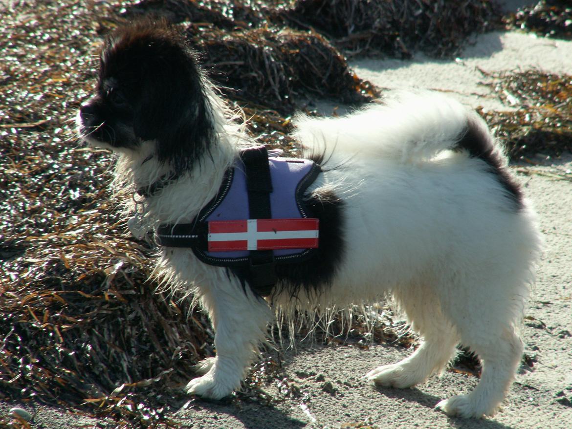 Tibetansk spaniel Kaztanje (Mic Mac Rock around the clock) billede 19