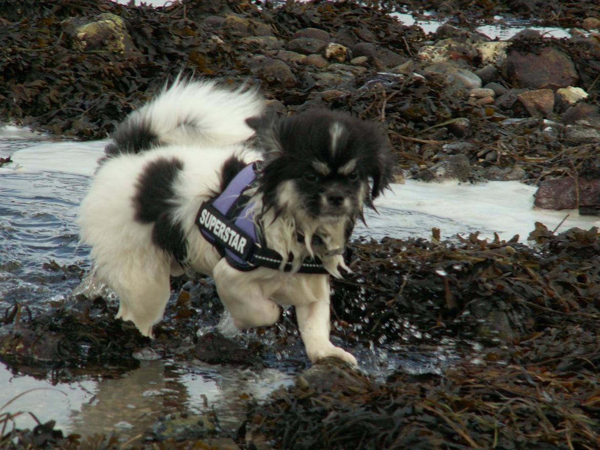 Tibetansk spaniel Kaztanje (Mic Mac Rock around the clock) billede 20