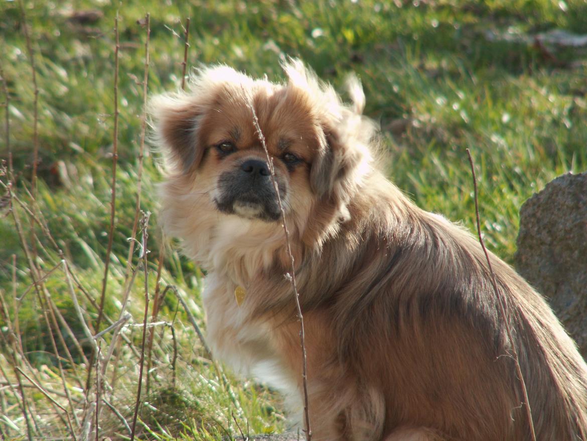 Tibetansk spaniel Zavanna *Kri Kris Pelumt* billede 15