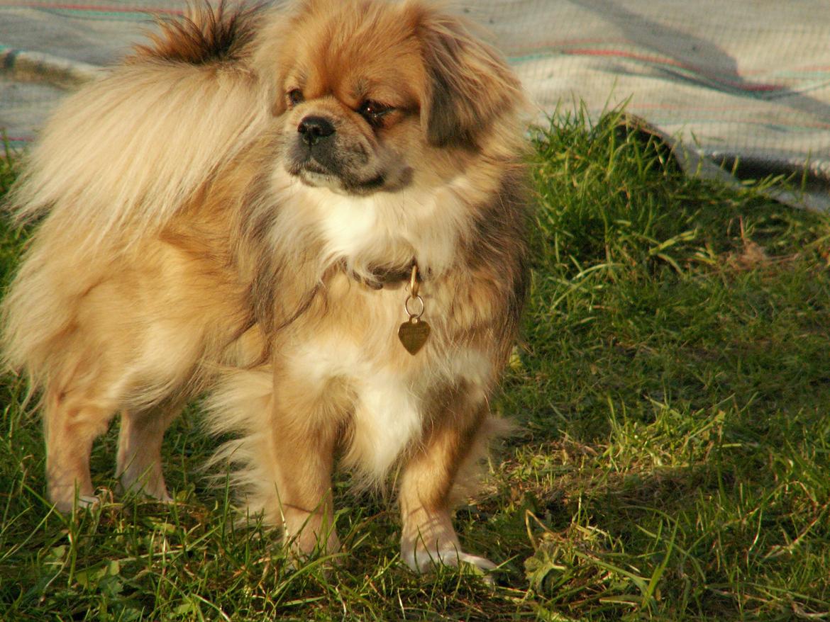 Tibetansk spaniel Zavanna *Kri Kris Pelumt* billede 16