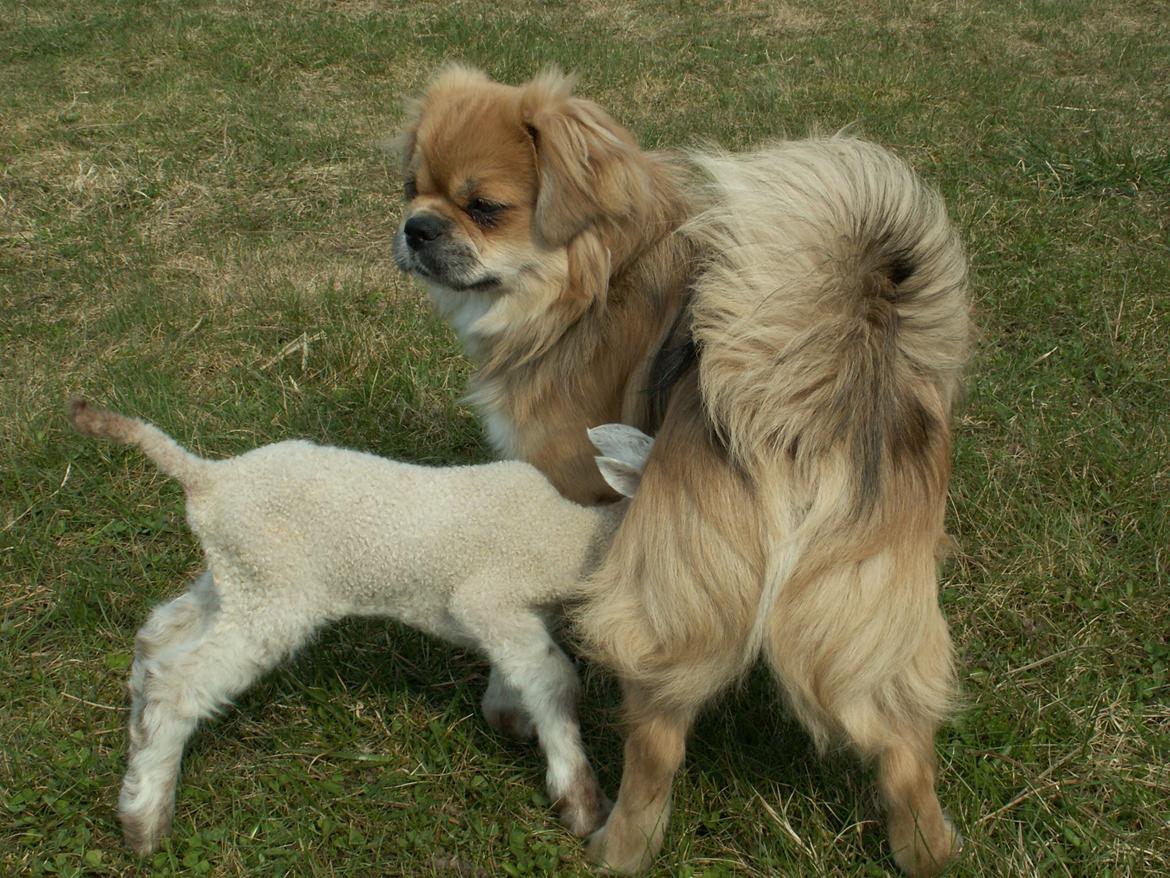 Tibetansk spaniel Zavanna *Kri Kris Pelumt* billede 9