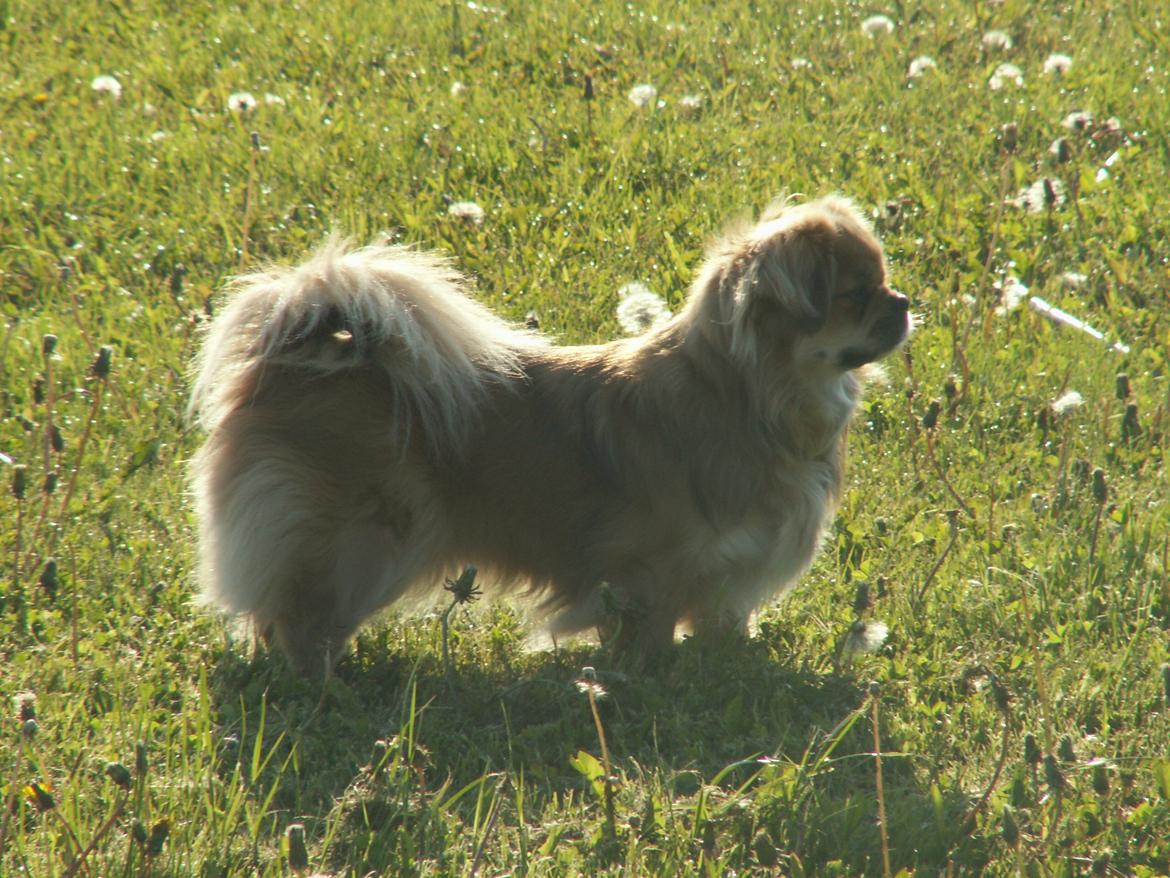 Tibetansk spaniel Zavanna *Kri Kris Pelumt* billede 19