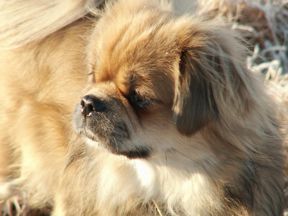 Tibetansk spaniel Zavanna *Kri Kris Pelumt* billede 8