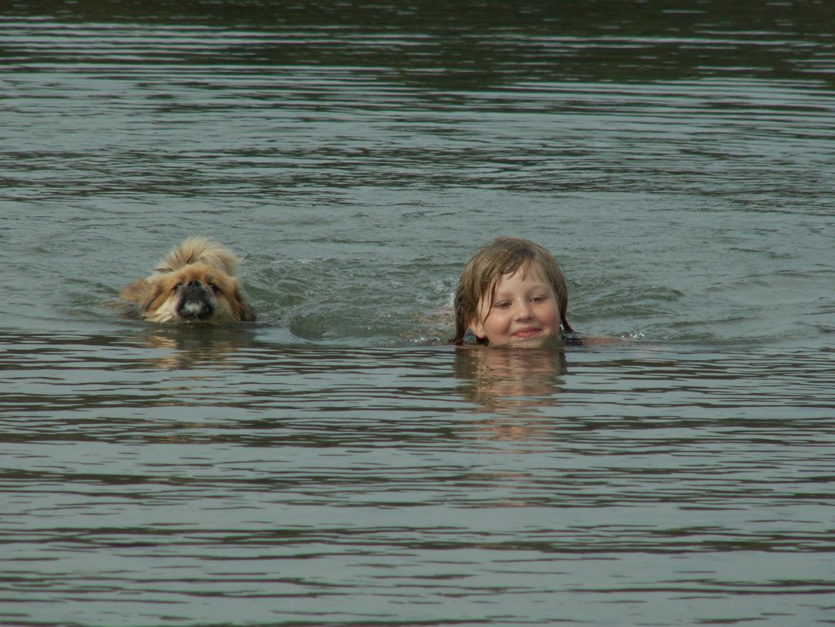 Tibetansk spaniel Zavanna *Kri Kris Pelumt* billede 20