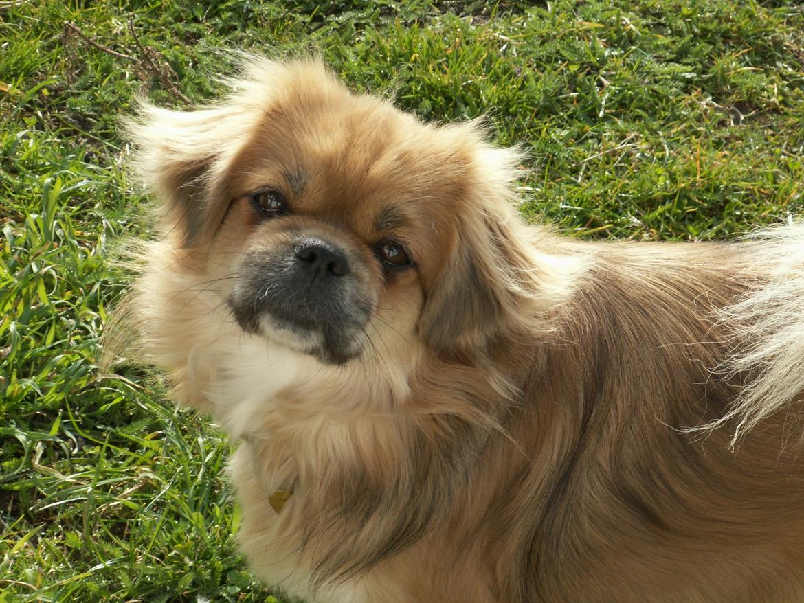 Tibetansk spaniel Zavanna *Kri Kris Pelumt* billede 2