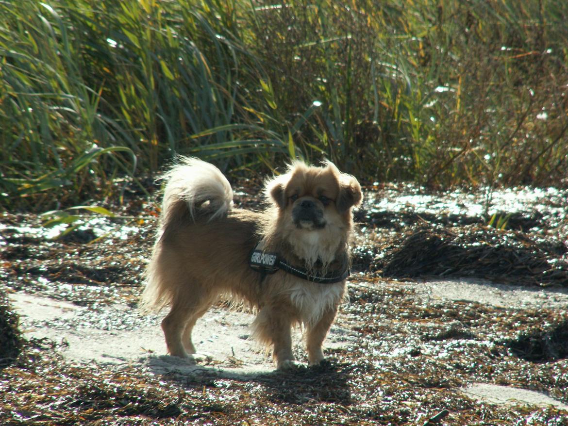 Tibetansk spaniel Zavanna *Kri Kris Pelumt* billede 21