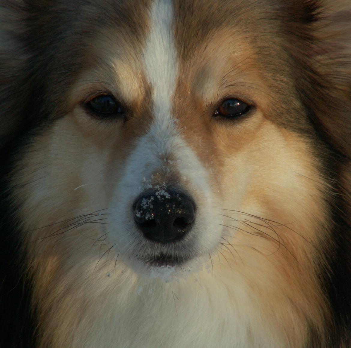 Blanding af racer Zaké billede 1