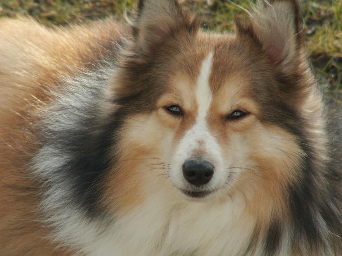 Blanding af racer Zaké billede 2