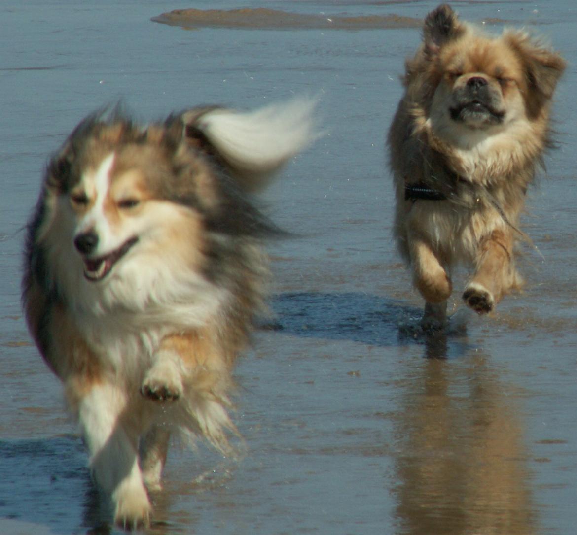 Blanding af racer Zaké billede 3