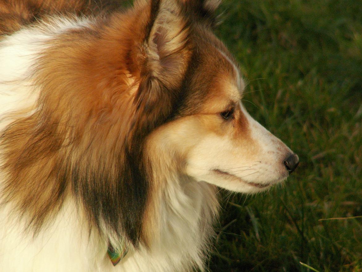 Blanding af racer Zaké billede 4