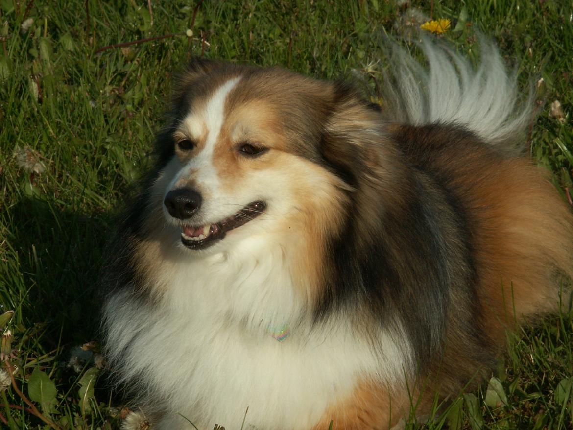 Blanding af racer Zaké billede 5