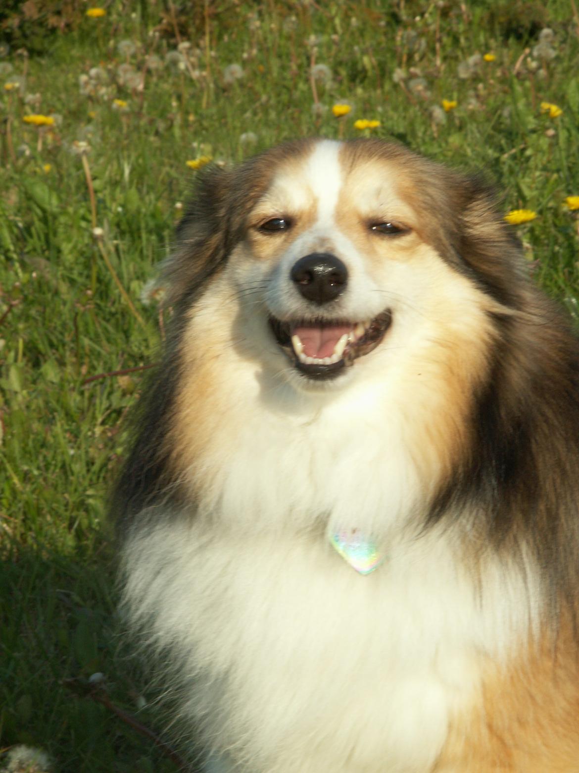 Blanding af racer Zaké billede 6