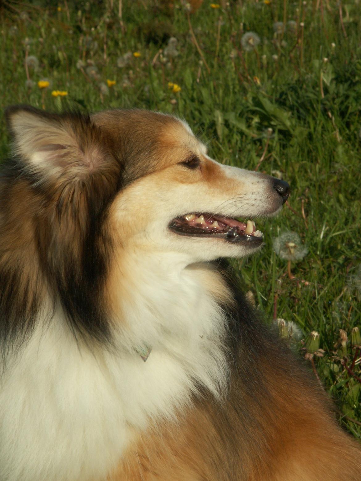 Blanding af racer Zaké billede 7