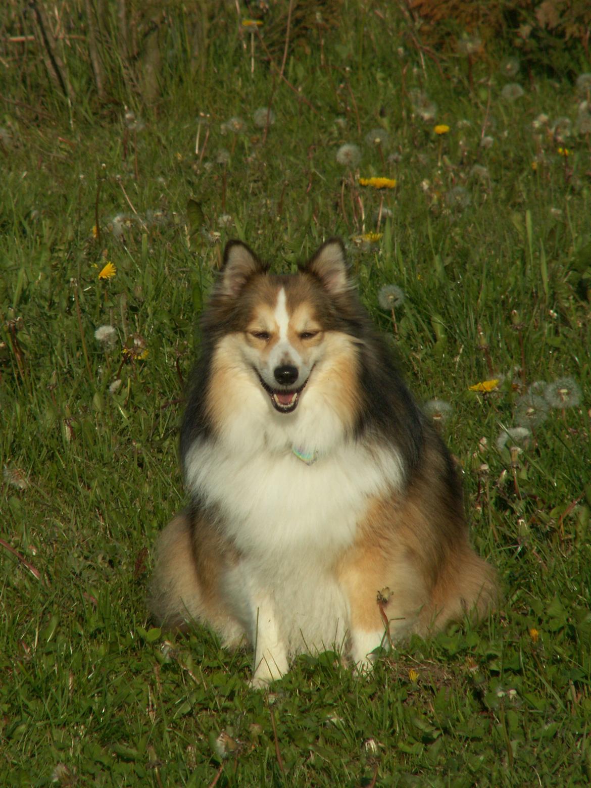 Blanding af racer Zaké billede 8