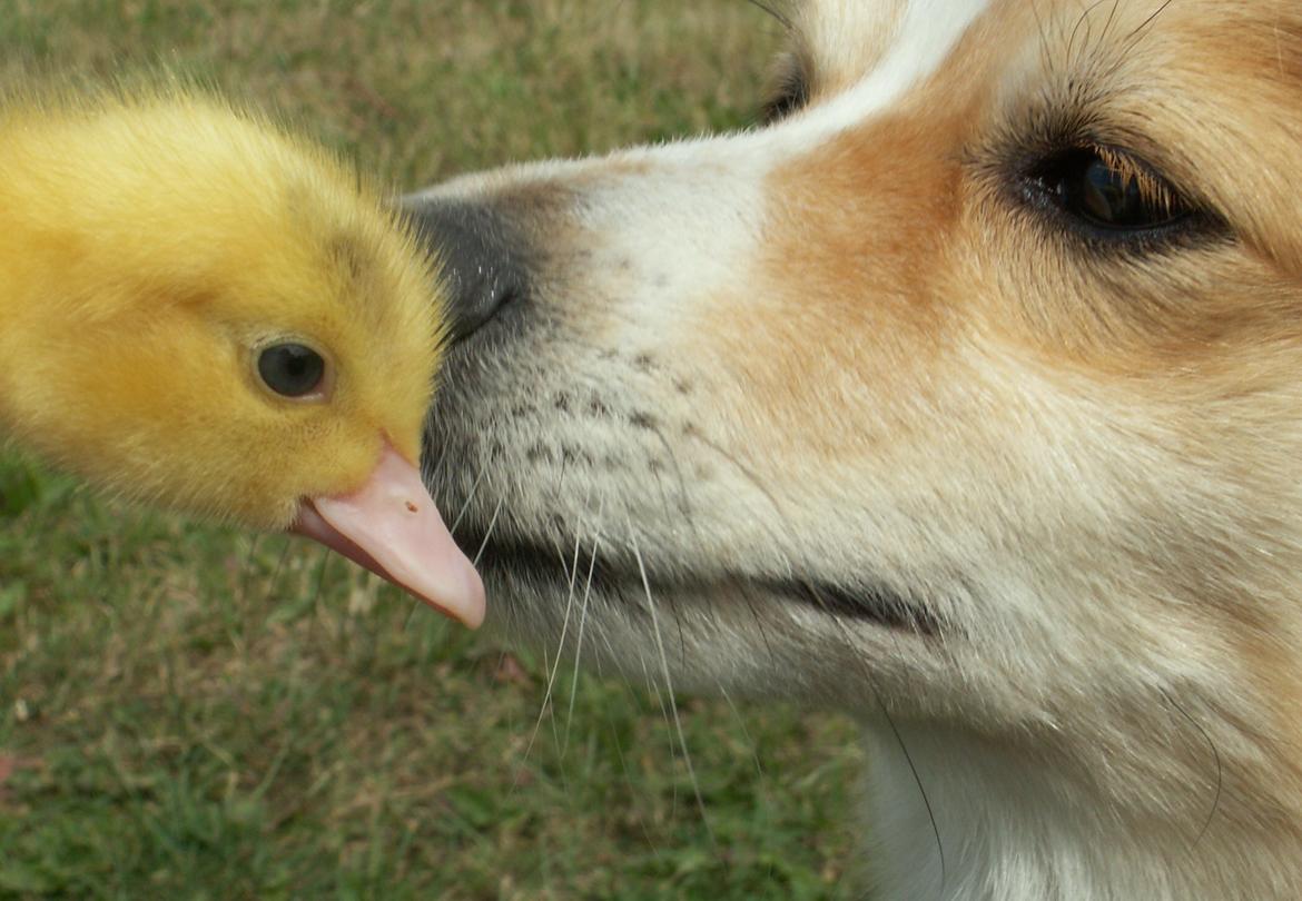 Blanding af racer Zaké billede 9