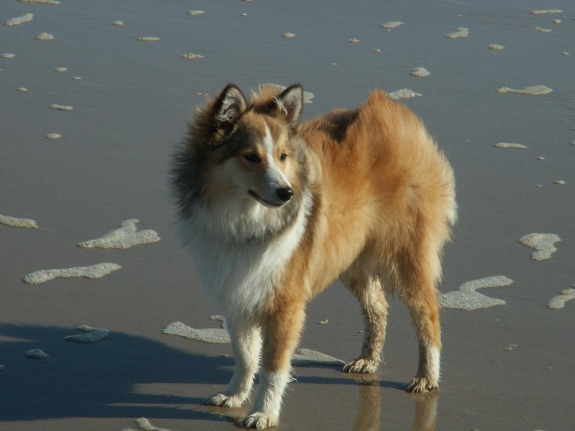 Blanding af racer Zaké billede 10