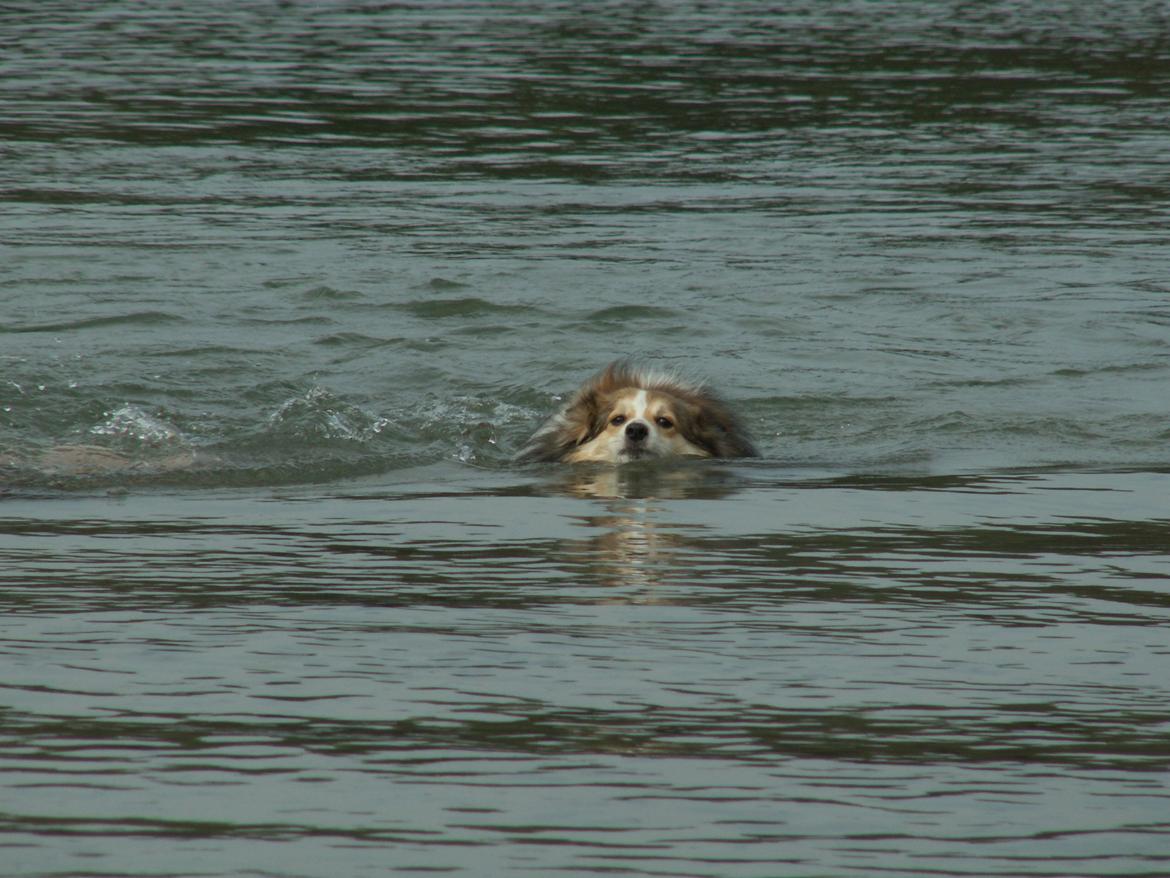 Blanding af racer Zaké billede 11