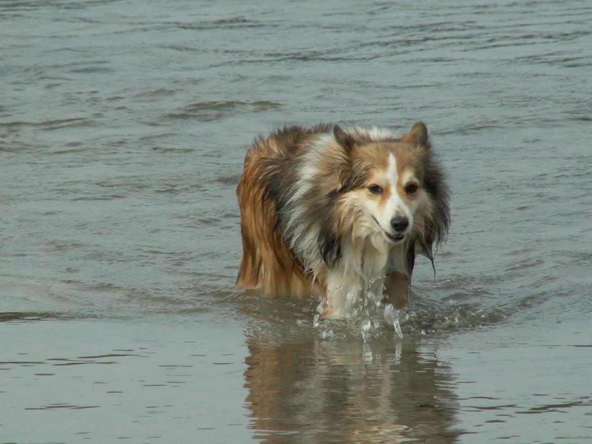 Blanding af racer Zaké billede 12
