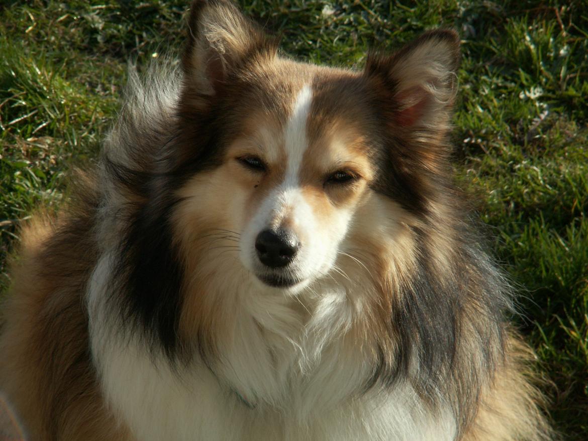 Blanding af racer Zaké billede 13