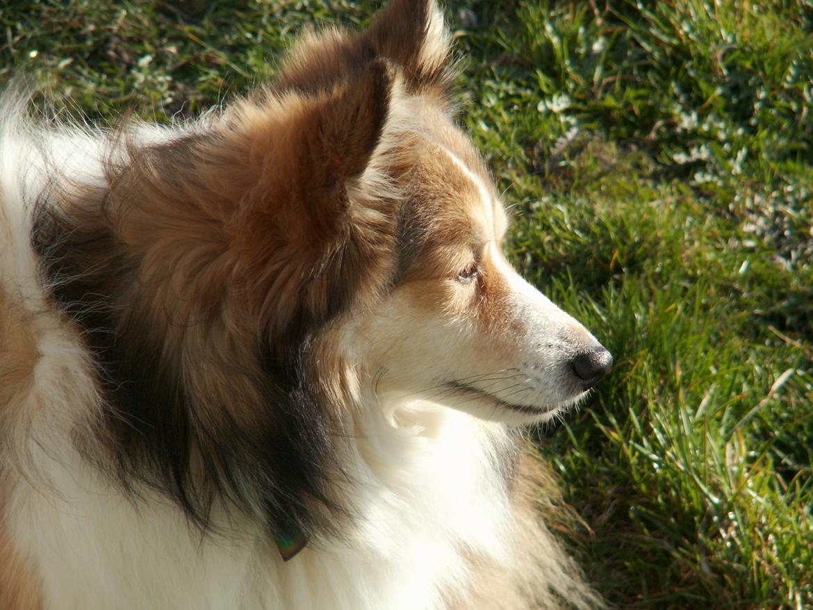 Blanding af racer Zaké billede 14