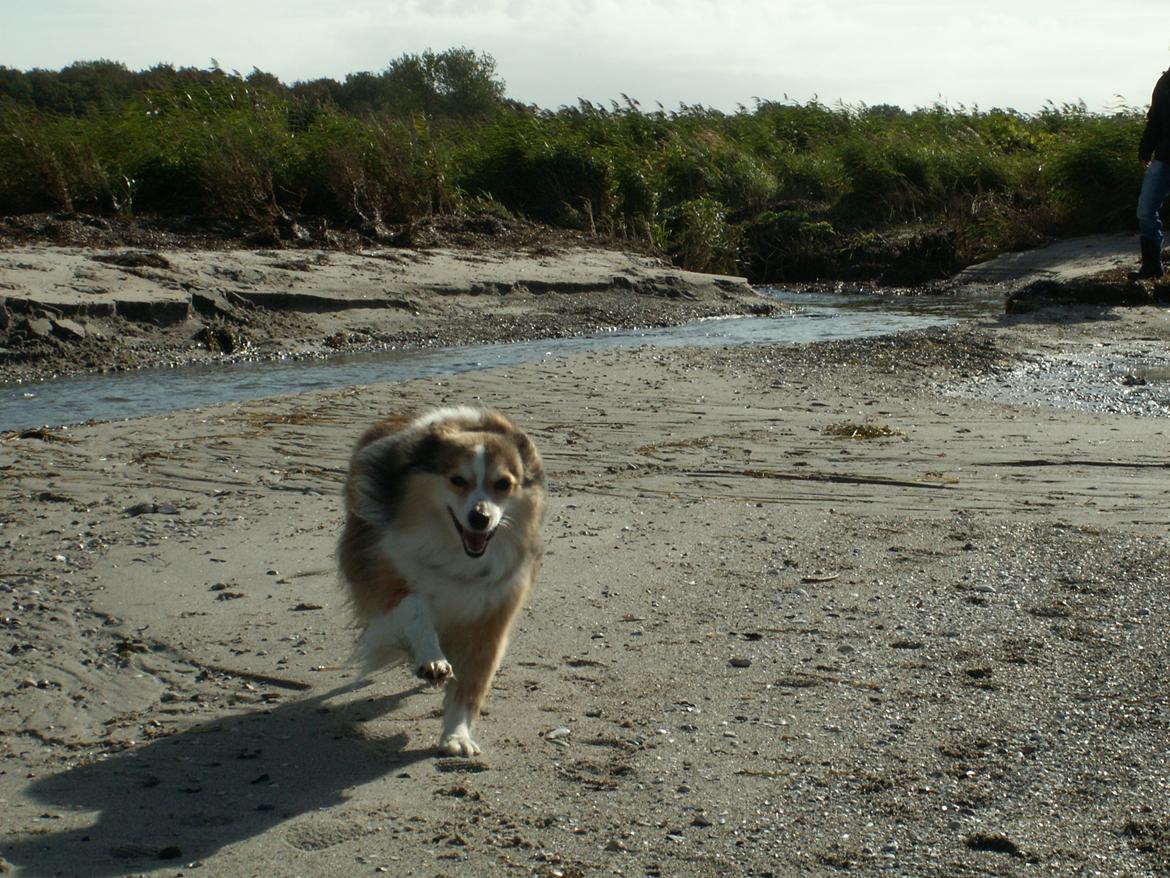 Blanding af racer Zaké billede 15
