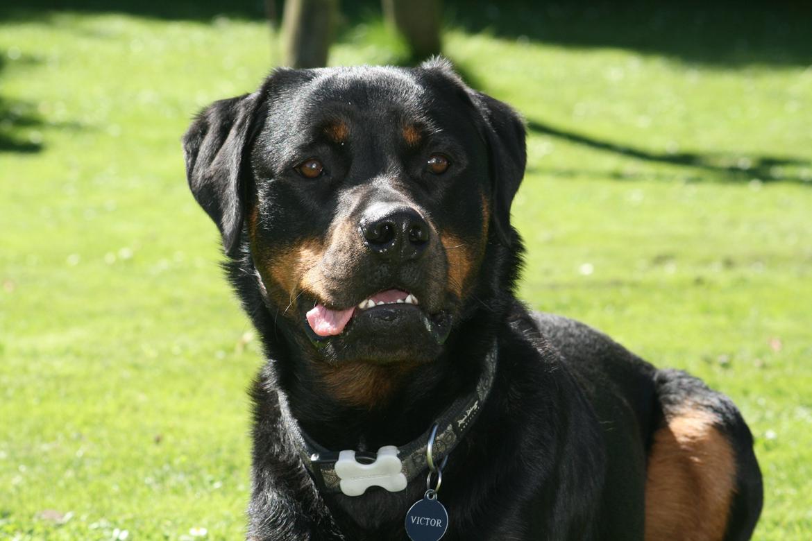 Rottweiler Victor billede 1