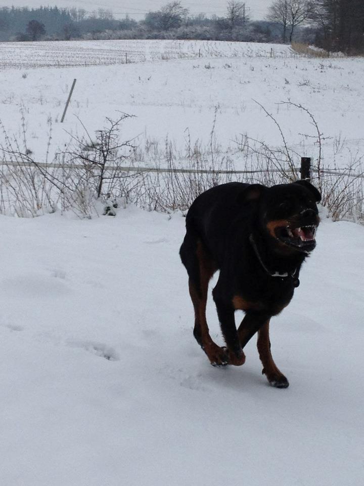 Rottweiler Victor billede 2