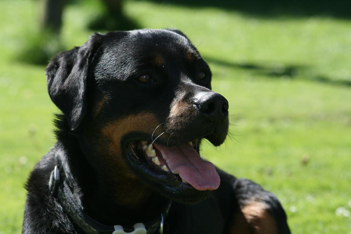 Rottweiler Victor billede 3