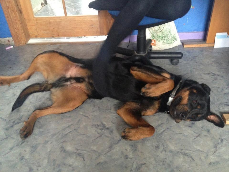 Rottweiler Victor billede 4