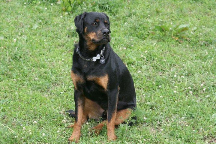 Rottweiler Victor billede 5