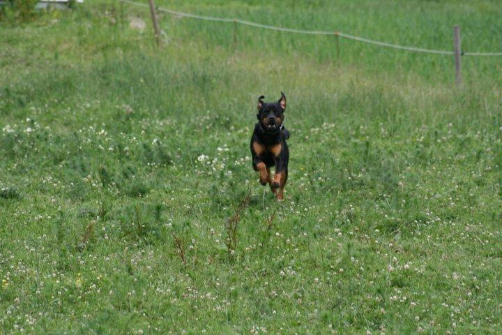 Rottweiler Victor billede 6