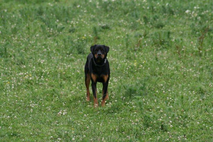 Rottweiler Victor billede 7