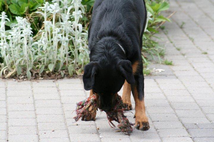 Rottweiler Victor billede 8
