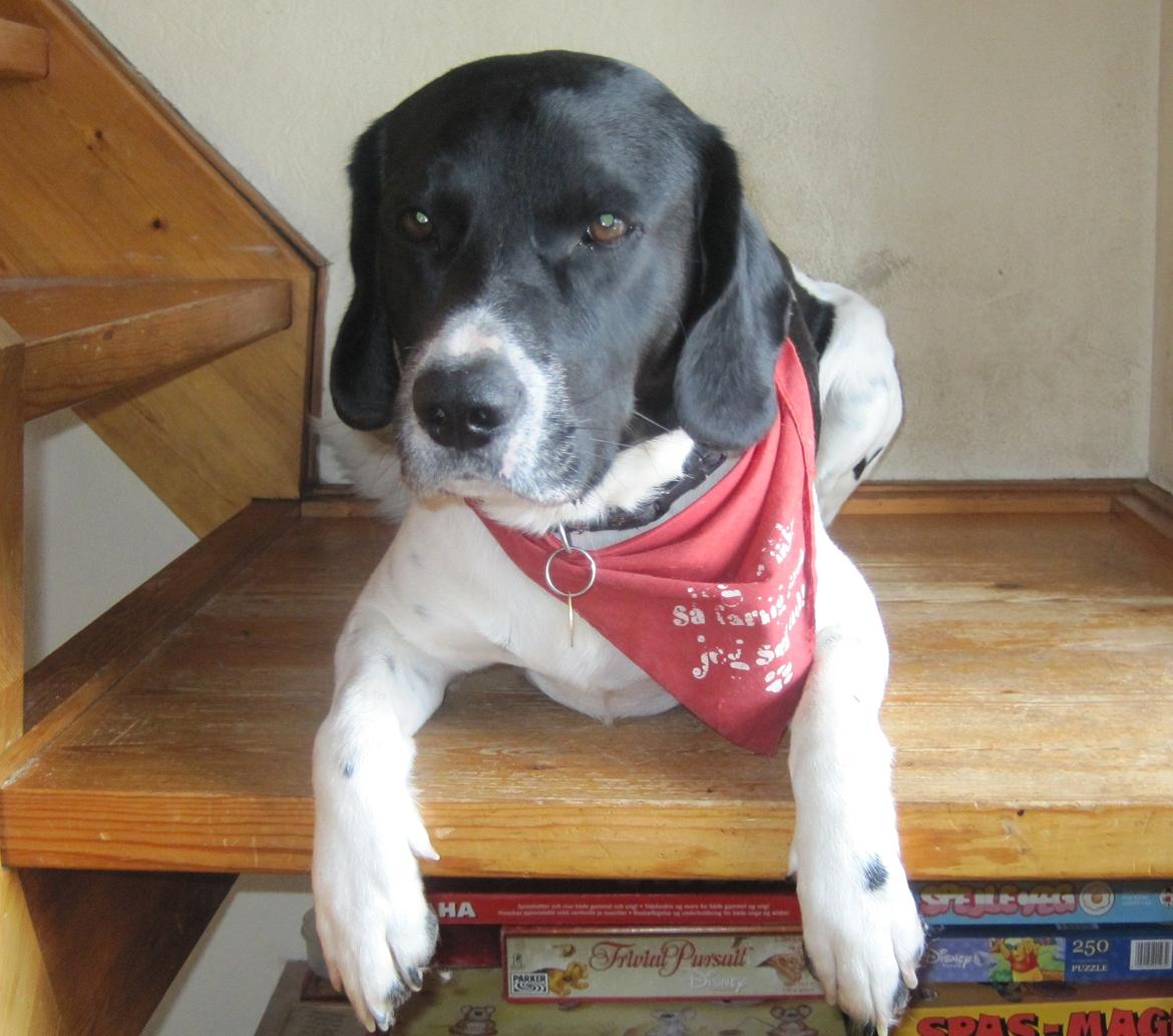 Blanding af racer <3Buster<3 - Velkommen til vores profil :) billede 1