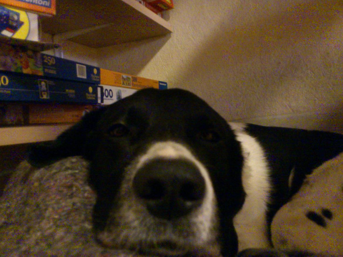 Blanding af racer <3Buster<3 - "En ven er en der tror på én nar man selv er holdt op det"<3 billede 10